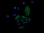 MAP2K3 Antibody in Immunocytochemistry (ICC/IF)