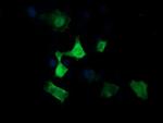 MAP2K3 Antibody in Immunocytochemistry (ICC/IF)
