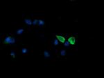 MAP2K3 Antibody in Immunocytochemistry (ICC/IF)
