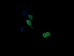 MAP2K3 Antibody in Immunocytochemistry (ICC/IF)