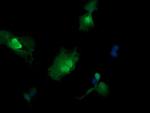 MAP2K3 Antibody in Immunocytochemistry (ICC/IF)