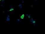 MAP2K3 Antibody in Immunocytochemistry (ICC/IF)