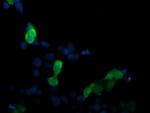 MAP2K3 Antibody in Immunocytochemistry (ICC/IF)