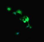 MAP2K3 Antibody in Immunocytochemistry (ICC/IF)