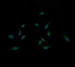 MAP2K3 Antibody in Immunocytochemistry (ICC/IF)