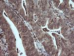 MAP2K3 Antibody in Immunohistochemistry (Paraffin) (IHC (P))