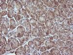 MAP2K3 Antibody in Immunohistochemistry (Paraffin) (IHC (P))