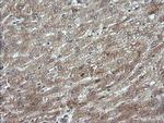 MAP2K3 Antibody in Immunohistochemistry (Paraffin) (IHC (P))
