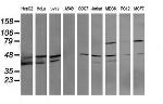 MAP2K3 Antibody in Western Blot (WB)