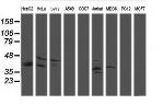 MAP2K3 Antibody in Western Blot (WB)