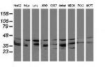 MAP2K3 Antibody in Western Blot (WB)