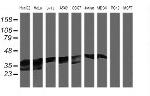 MAP2K3 Antibody in Western Blot (WB)