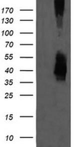 MAP2K3 Antibody in Western Blot (WB)