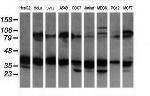 MAP2K3 Antibody in Western Blot (WB)