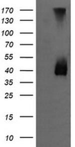 MAP2K3 Antibody in Western Blot (WB)