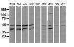 MAP2K3 Antibody in Western Blot (WB)