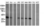 MAP2K3 Antibody in Western Blot (WB)