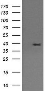 MAP2K3 Antibody in Western Blot (WB)
