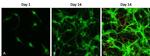 MAP2 Antibody in Immunocytochemistry (ICC/IF)