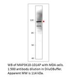MAP3K10 Polyclonal Antibody