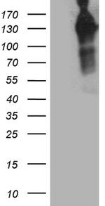 MAP3K13 Antibody in Western Blot (WB)