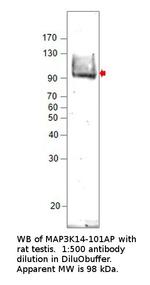 MAP3K14 Polyclonal Antibody