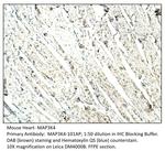 MAP3K4 Polyclonal Antibody