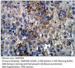 MAP3K8 Polyclonal Antibody