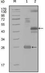 HGK Monoclonal Antibody (4H9E7)