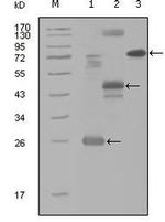 HGK Monoclonal Antibody (3C7B5)
