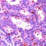 ERK2 Antibody in Immunohistochemistry (IHC)