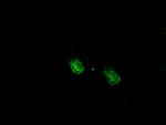 MAPK1 Antibody in Immunocytochemistry (ICC/IF)