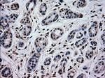 MAPK1 Antibody in Immunohistochemistry (Paraffin) (IHC (P))