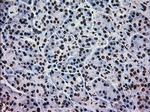 MAPK1 Antibody in Immunohistochemistry (Paraffin) (IHC (P))