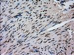 MAPK1 Antibody in Immunohistochemistry (Paraffin) (IHC (P))