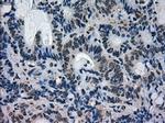 MAPK1 Antibody in Immunohistochemistry (Paraffin) (IHC (P))