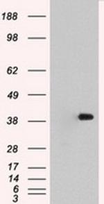 MAPK1 Antibody in Western Blot (WB)