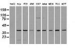 MAPK1 Antibody in Western Blot (WB)