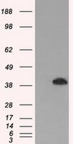 MAPK1 Antibody in Western Blot (WB)