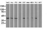 MAPK1 Antibody in Western Blot (WB)