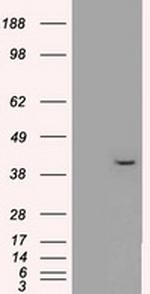 MAPK1 Antibody in Western Blot (WB)