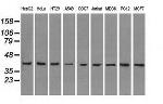 MAPK1 Antibody in Western Blot (WB)