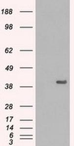 MAPK1 Antibody in Western Blot (WB)
