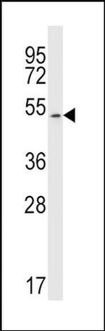 JNK3 Antibody in Western Blot (WB)