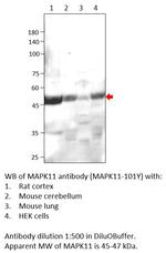 MAPK11 Polyclonal Antibody