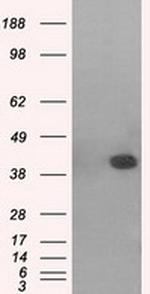 MAPK11 Antibody in Western Blot (WB)