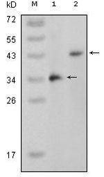 p38 MAPK beta Monoclonal Antibody (4H6H6)