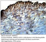 MAPK13 Polyclonal Antibody
