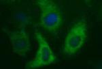 MAPK13 Antibody in Immunocytochemistry (ICC/IF)