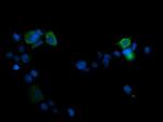 MAPK13 Antibody in Immunocytochemistry (ICC/IF)